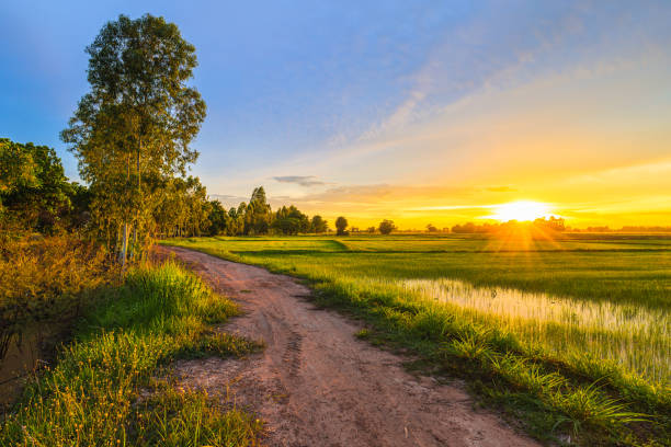 istock Rice field and dirt road at sunset 1411248658