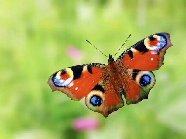 Photo of Beautiful peacock butterfly on green nature background