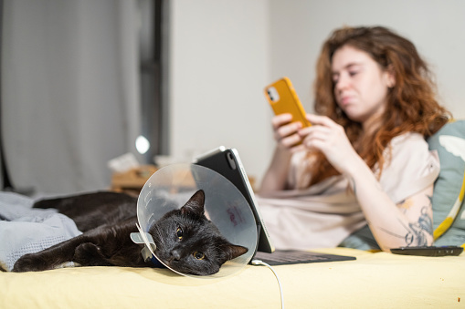 Black cat in collar cone after surgery is resting on the bed with a girl studying at home with a laptop.