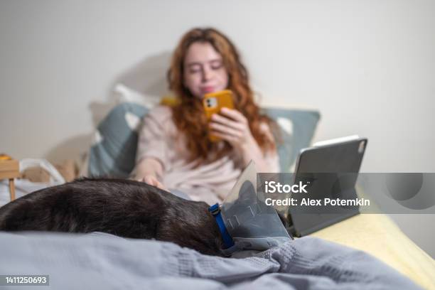 Cat In Cone Collar Sleeping At The Feet Of Young Woman In Bed Texting On Her Phone Focus On The Foreground With Defocused Background Stock Photo - Download Image Now