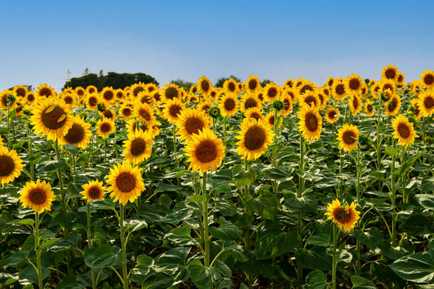 istock Field of sunflowers 1411250966