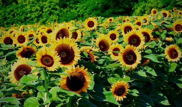 sunflower fields for ever - eternity spirituality landscape rock imagens e fotografias de stock
