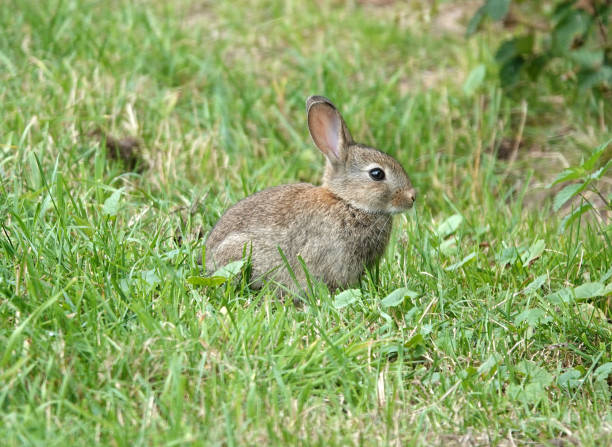 istock Rabbits, the wild ones too, look always cute 1411251910