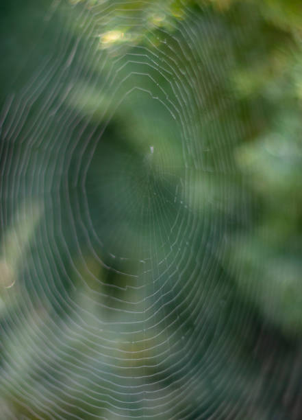 istock Victims of a spider in a web on a Bush 1411252706