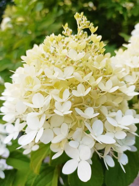 istock Flowers. Summer colors 1411252723