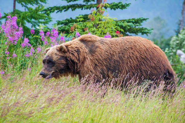 istock Brown bear in Alaska wilderness 1411253688