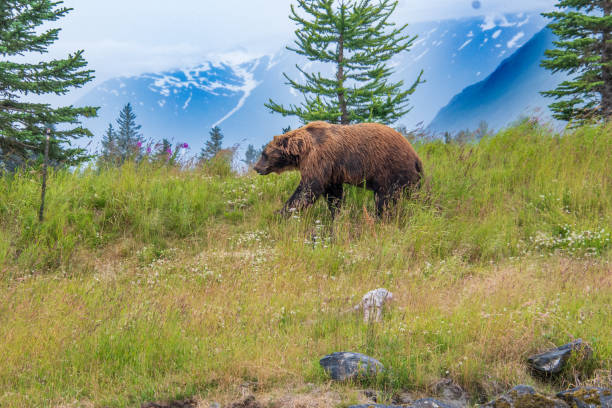istock Brown bear in Alaska wilderness 1411253719