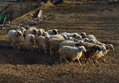Russia. North-Eastern Caucasus. Dagestan. A flock of sheep returns from pastures on the slopes of the Caucasus Mountains against the background of the last rays of the evening sun.