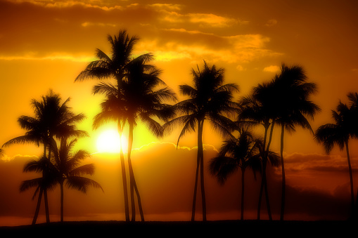 Dreamy misty Palm trees silhouetted sunset near ocean beach tropical location Full Moon