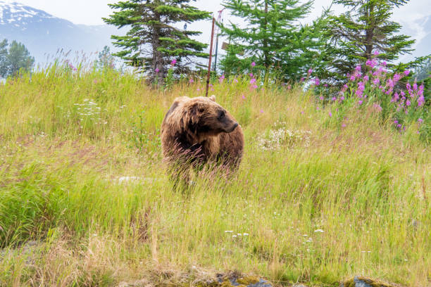 istock Brown bear in Alaska wilderness 1411253942