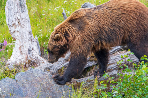 istock Bear in Alaska meadow 1411254615