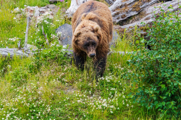istock Brown bear in Alaska meadow 1411254637