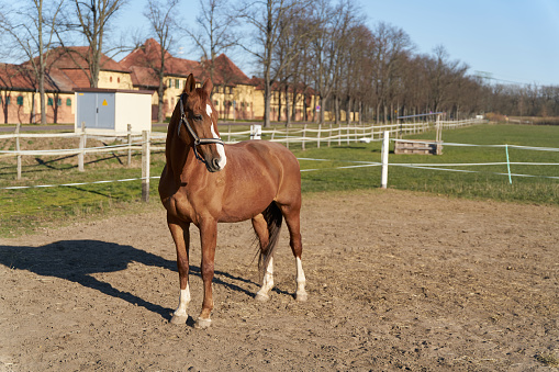 Horse on a horse farm near Magdeburg in Germany