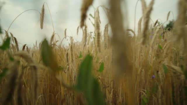 Barley Crop Field in Close Up