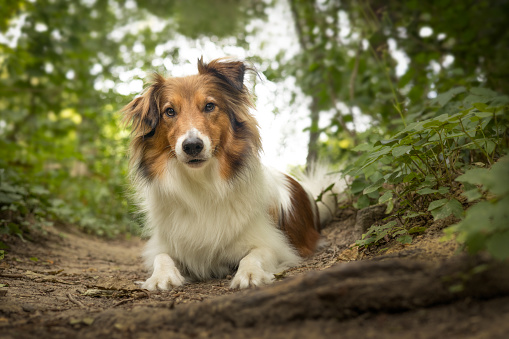 Sheltie dog lying down in the forest in front of a log and looking straight into the camera