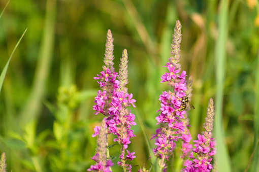 Closeup of purple loosestrife inflorescence with blurred plants on background