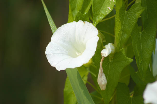 Close-up of white hedge bindweed flower with selective focus on foreground