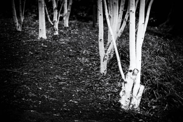 Early Evening Aspens Detail