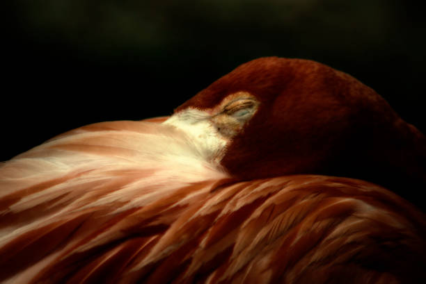 American Flamingo head
