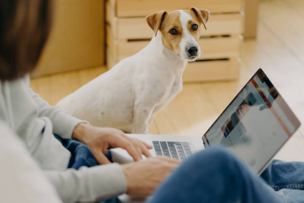 istock Unrecognizable man works on laptop comuter, keyboards and surfs internet webpage, sits on floor near carton boxes, searches new apartment to rent, lovely dog sits near, looks staightly at camera 1411258414