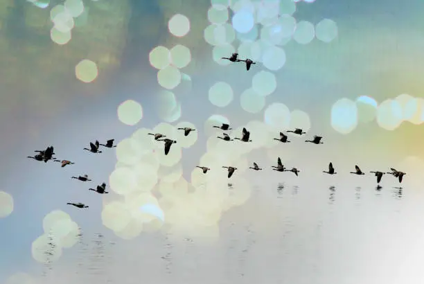 Photo of Canada geese flying over lake Ontario