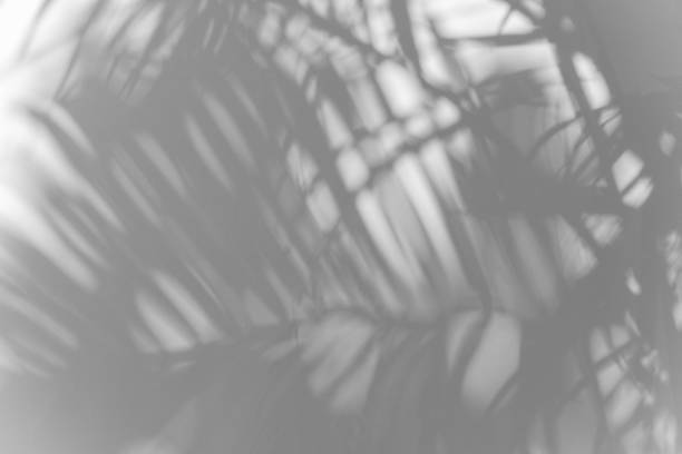 istock shadows palm leaf blur overlay on white wall texture background 1411260370