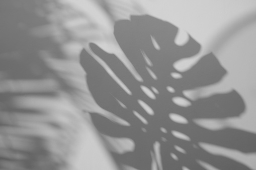 grey Shadow Monstera Leaf Overlay on white wall surface background, nature summer concepts, light and shadow