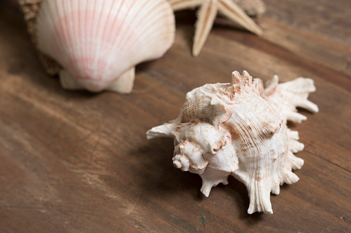 Collection of various seashells.  Sand Dollars, conch, scallops, star fish.  Background is rough wood.