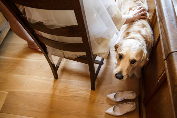 istock The cute dog and the wedding shoes 1411260726