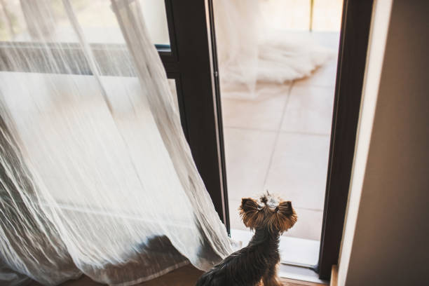 istock A small dog is standing by the window 1411260740
