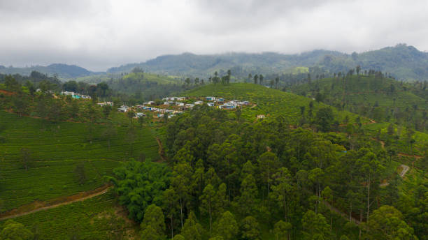 istock Green tea plantations in a mountainous province 1411263110