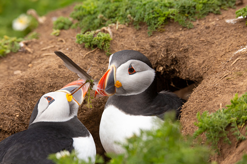 Male And Female Puffins Sharing A Feather With Their Beak At Skomer ...