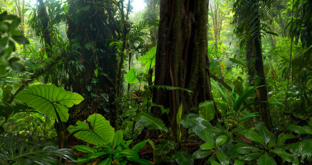 istock Tropical rainforest in Costa Rica 1411263477
