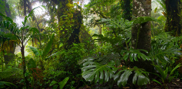 Tropical rainforest in Costa Rica