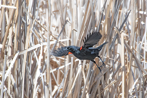 Red winged Blackbird taking flight from dry reeds near Lake George, Colorado in western USA.