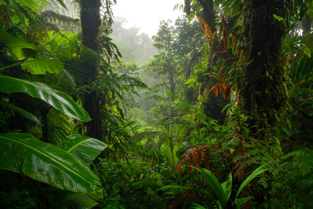 istock Tropical rainforest in Costa Rica 1411263531
