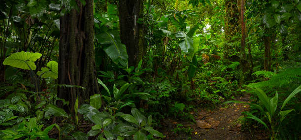 istock Tropical rainforest in Costa Rica 1411263542