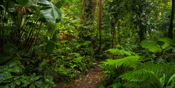 istock Tropical rainforest in Costa Rica 1411263545