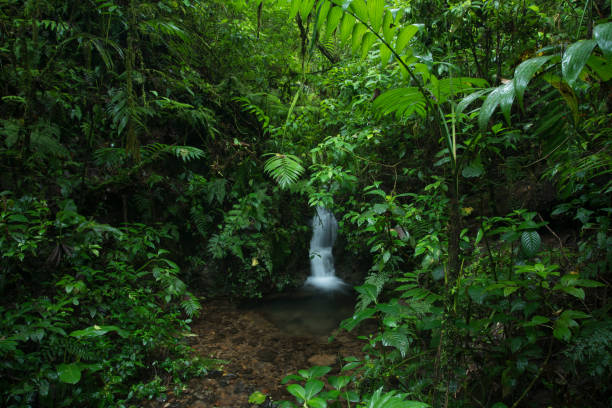 istock Tropical rainforest in Costa Rica 1411265399