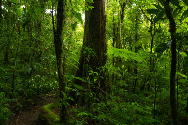 istock Tropical rainforest in Costa Rica 1411265400