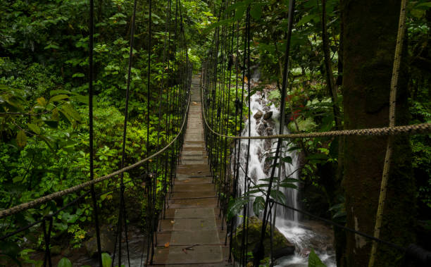 istock Tropical rainforest in Costa Rica 1411265431