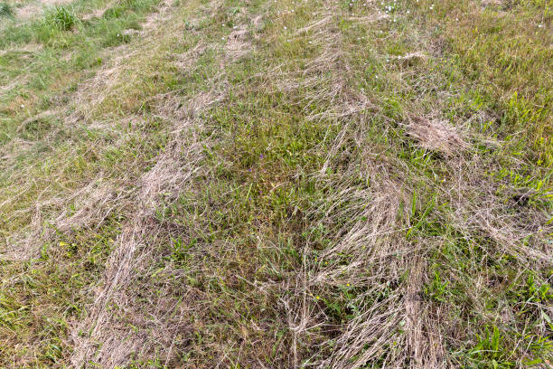 istock Green grass in a field in the summer, a field with 1411265611