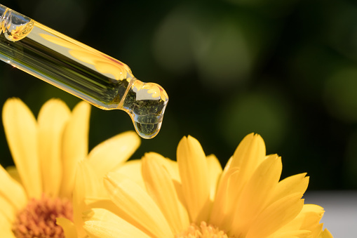 Drop of calendula oil against green leaves as natural background with copy space. Herbal cosmetic oil for skincare or essential oil for aromatherapy. Homemade organic herbal cosmetics