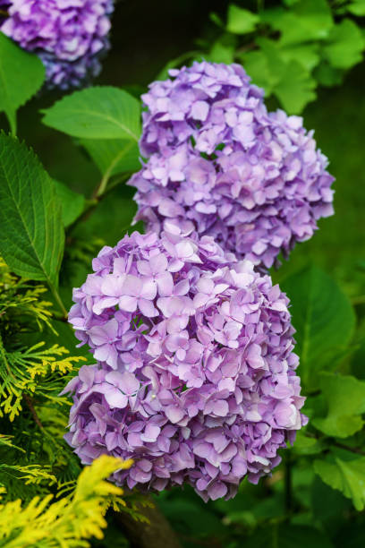 istock Soft selective macro focus of multicolored pink blue flowers hydrangea macrophylla against evergreen background. Elegant summer flower landscape, fresh wallpaper and nature background concept 1411270839