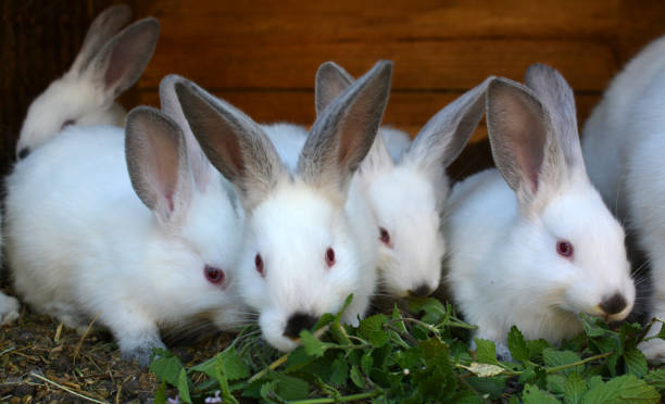 istock Californian breed rabbits 1411271140