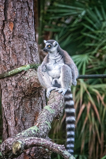 Ring-Tailed Lemur with a baby Ring Tailed Lemur on its back sitting high up in a tree.