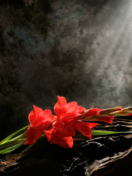 Close up lily flower in studio