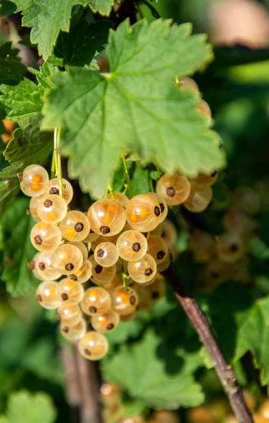 istock Branch of white currant with ripe berries 1411272801