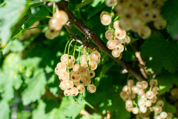 istock Branch of white currant with ripe berries 1411272804