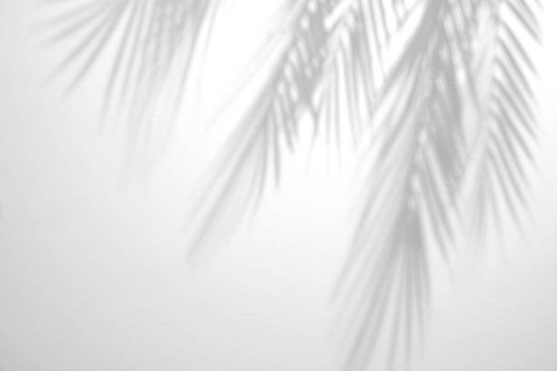 istock Light and shadow leaves,palm leaf overlay white wall concrete background.Silhouette abstract tropical leaf natural pattern for wallpaper,summer texture.Black and white blurred image backdrop. 1411273997